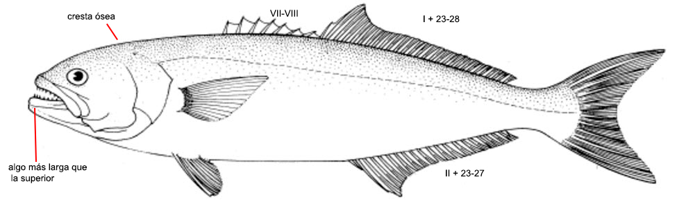 Pomatomus saltatrix_01.jpg